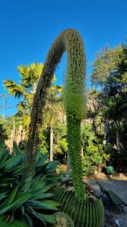 2024-01-GranCan-Jardin_de_la_Marquesa-079.jpg